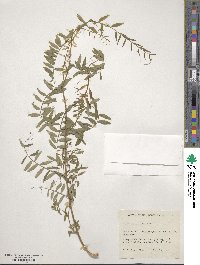 Vicia caroliniana image