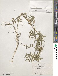 Vicia caroliniana image