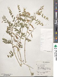 Vicia caroliniana image