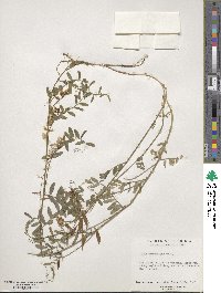 Vicia caroliniana image