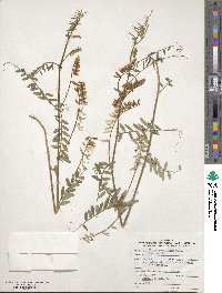 Vicia caroliniana image