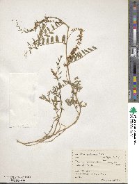 Vicia caroliniana image