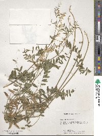 Vicia caroliniana image