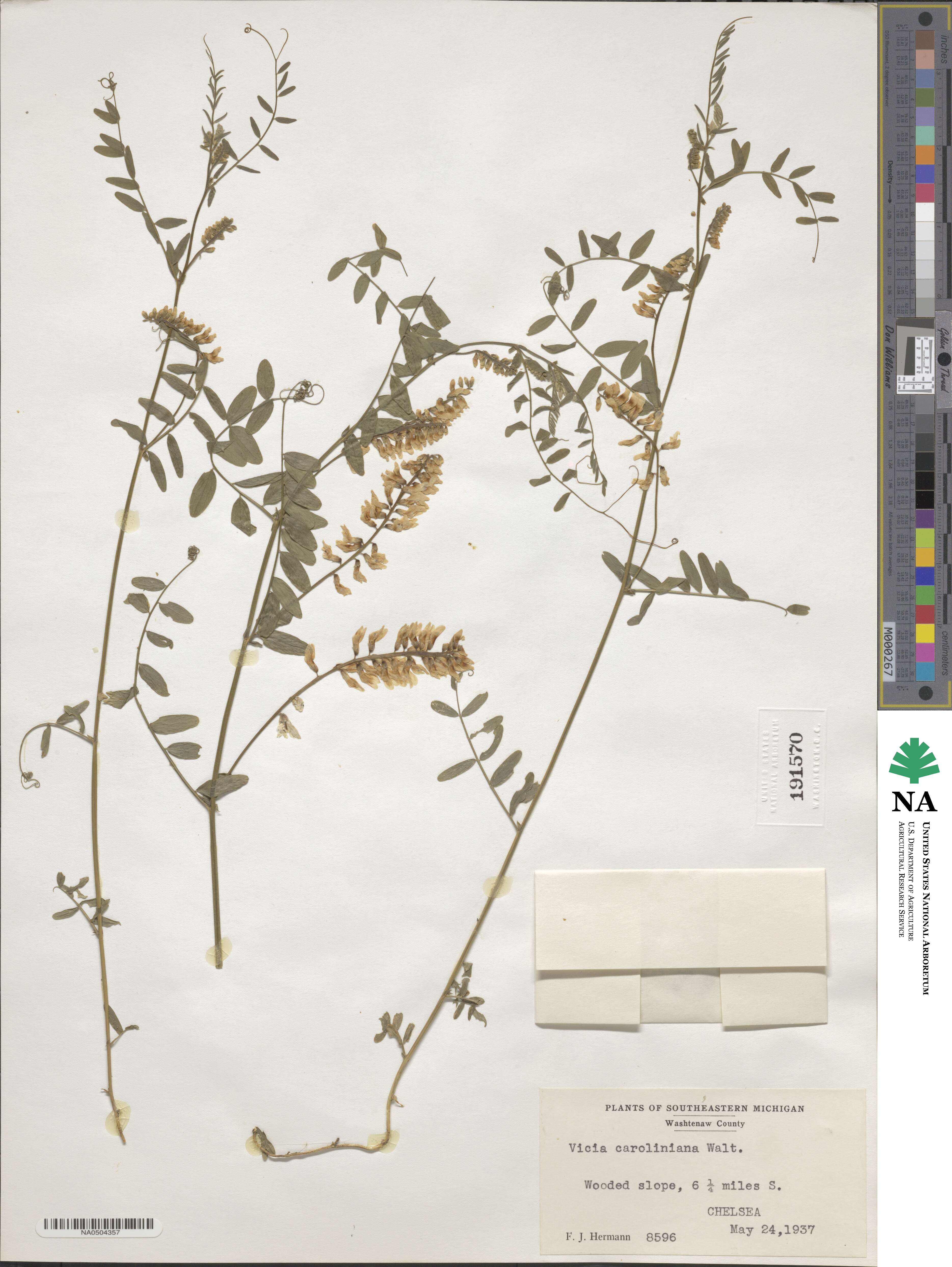 Vicia caroliniana image