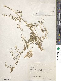 Vicia villosa image