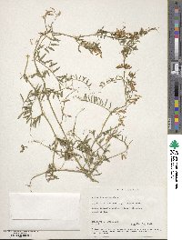 Vicia villosa subsp. varia image