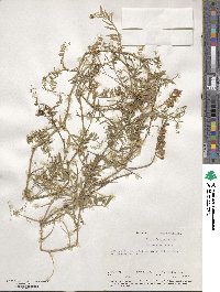 Vicia villosa subsp. varia image