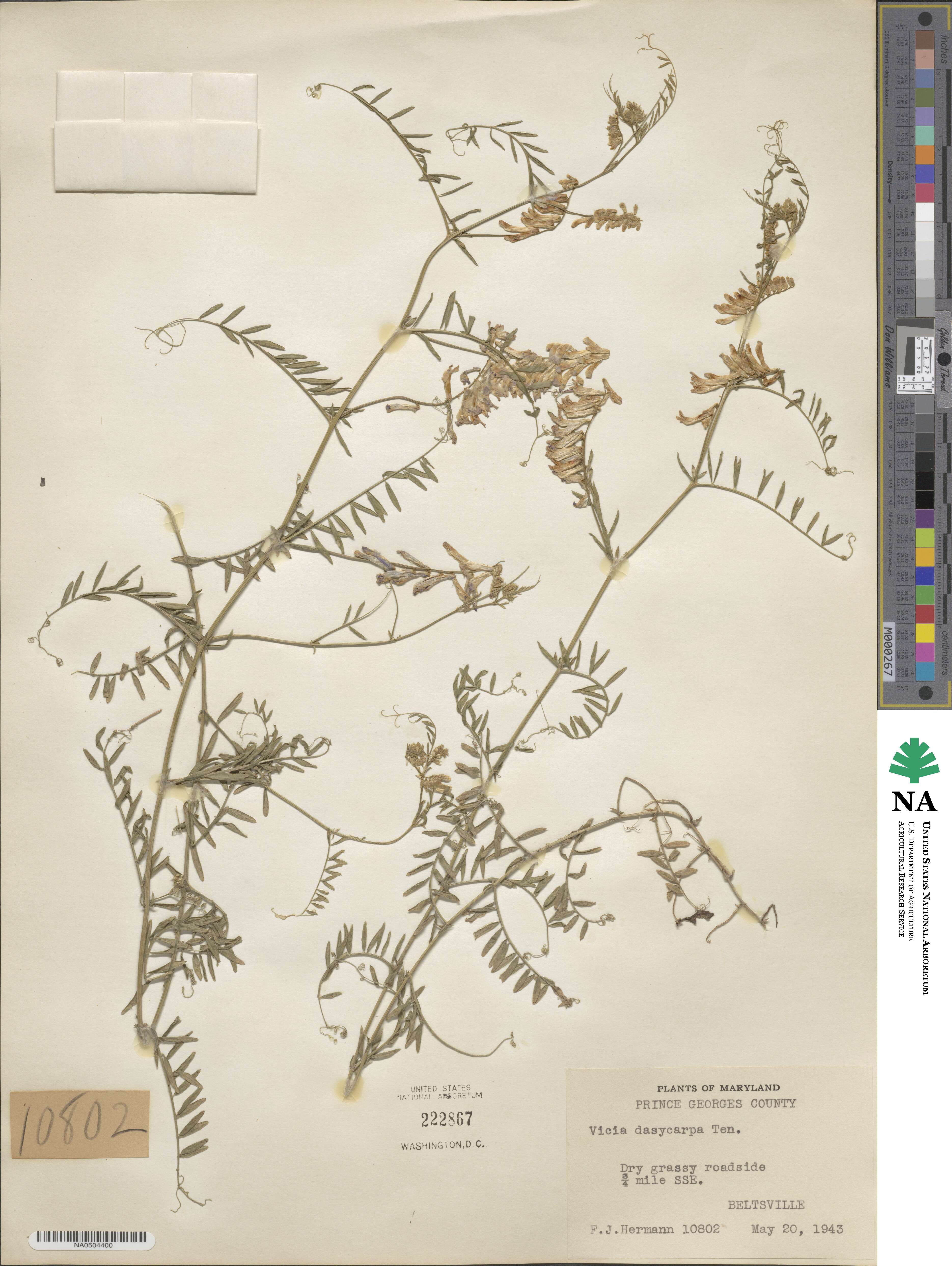 Vicia villosa subsp. varia image