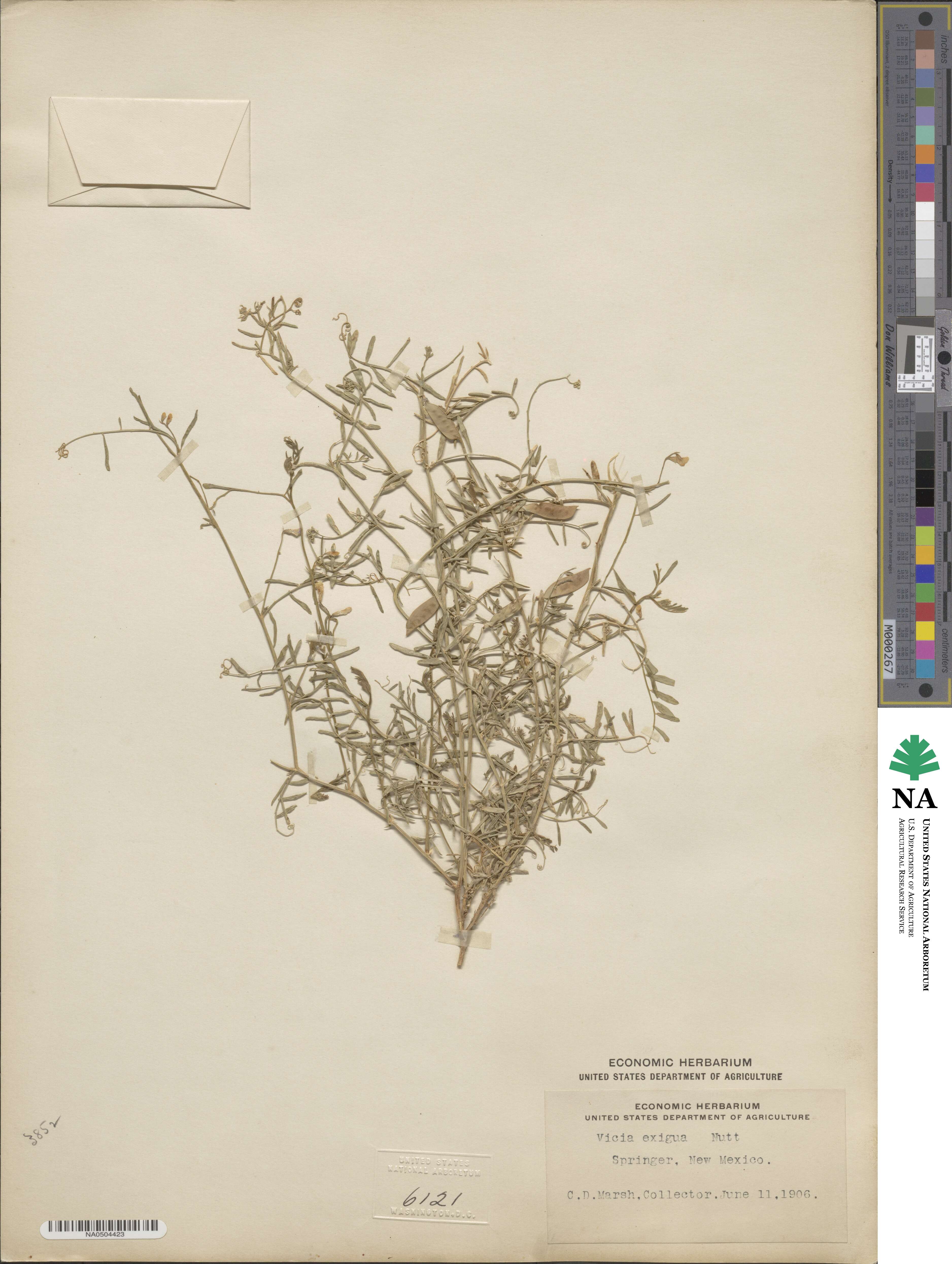 Vicia ludoviciana var. ludoviciana image