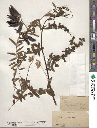 Image of Vicia gigantea