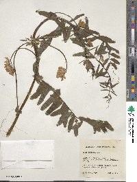 Vicia gigantea image