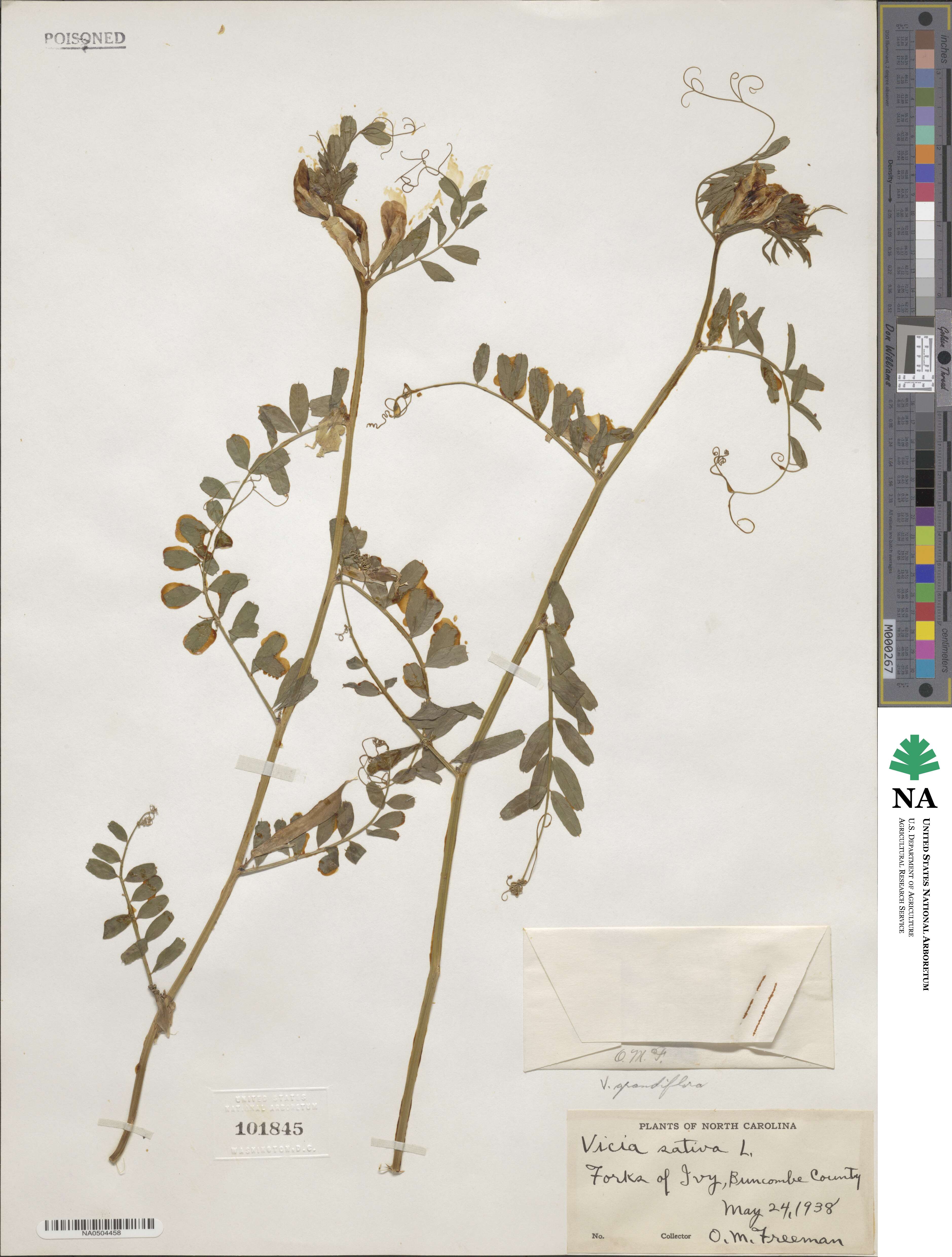 Vicia grandiflora image