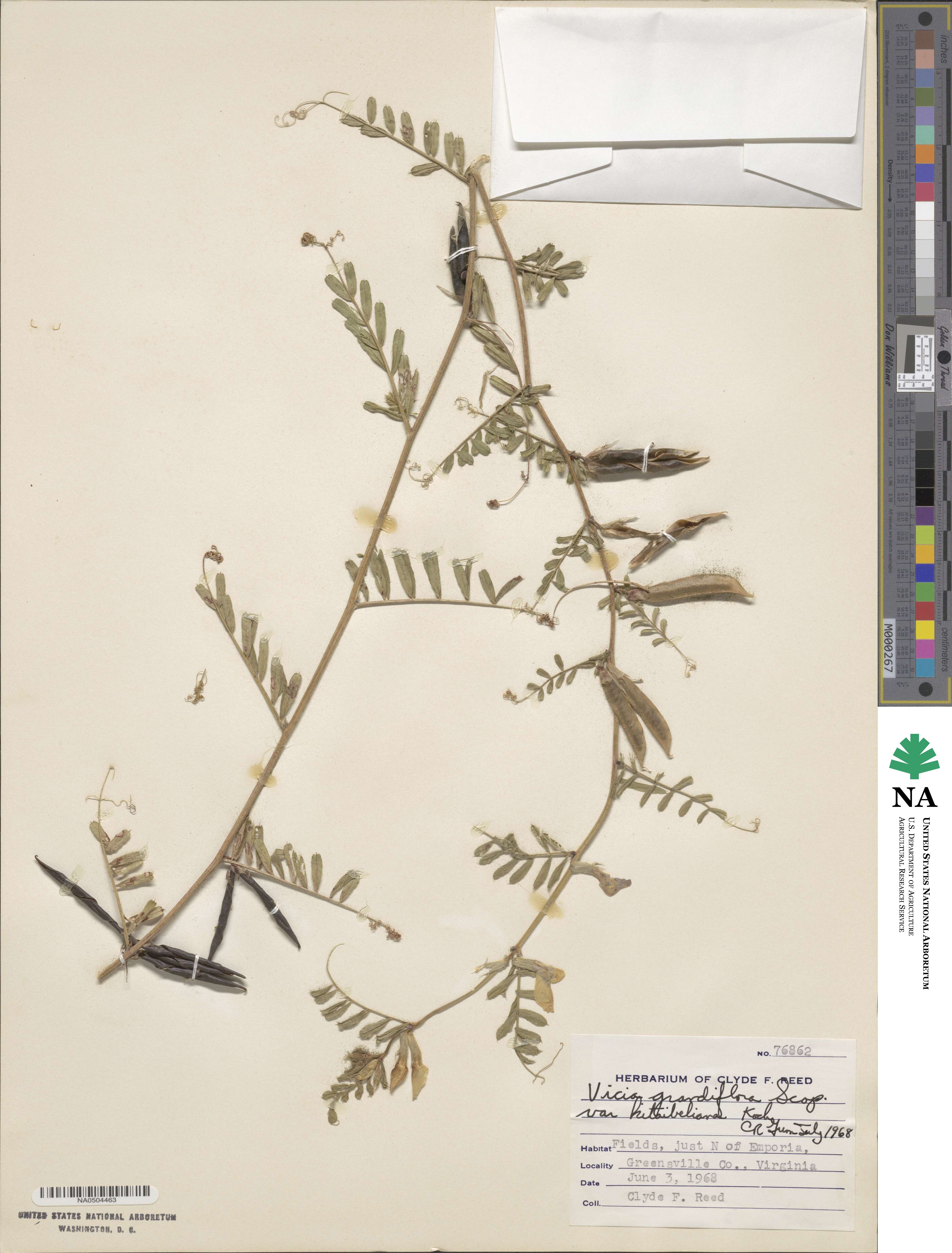 Vicia grandiflora image