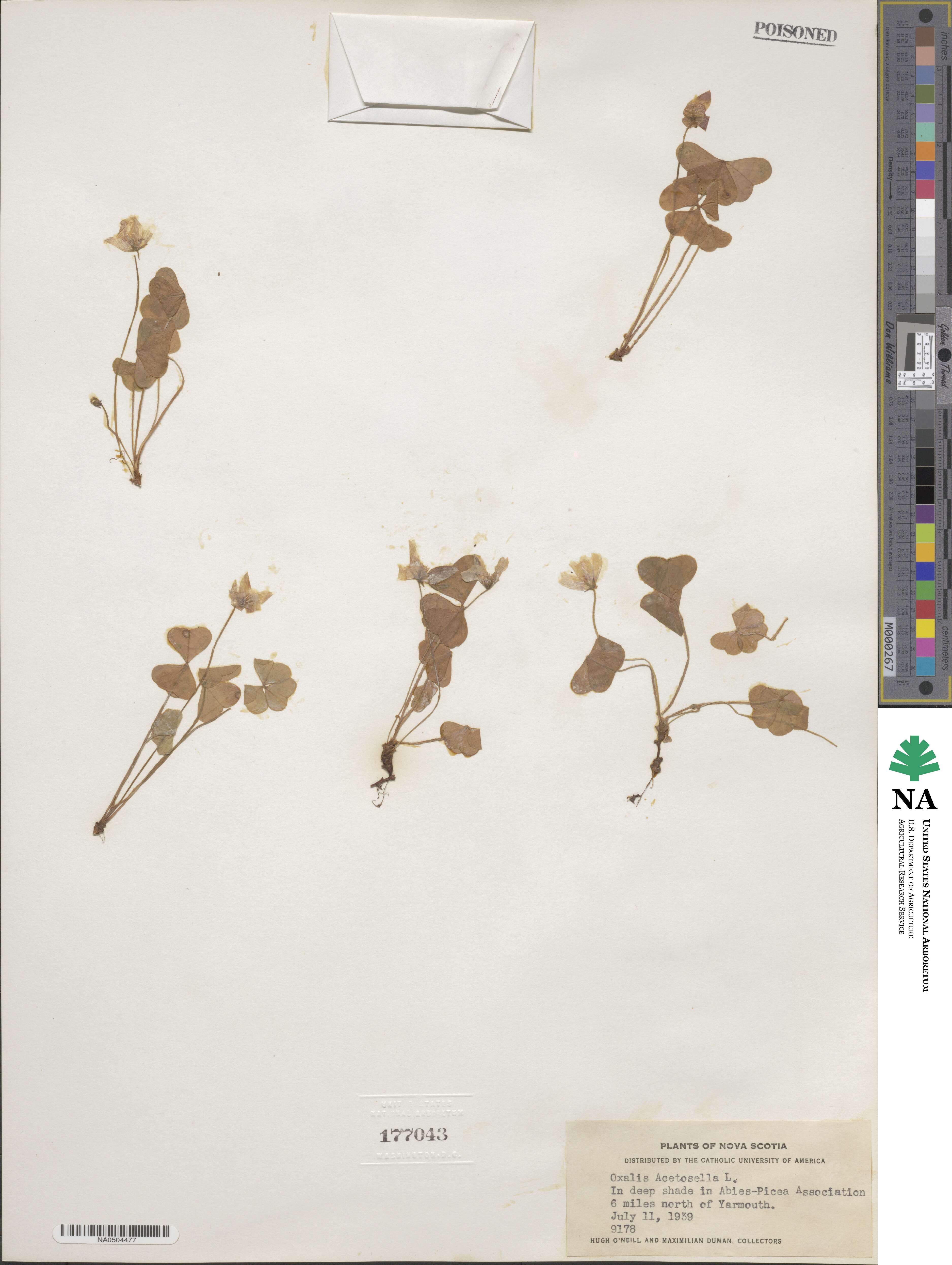 Oxalis montana image