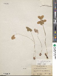 Oxalis alpina image