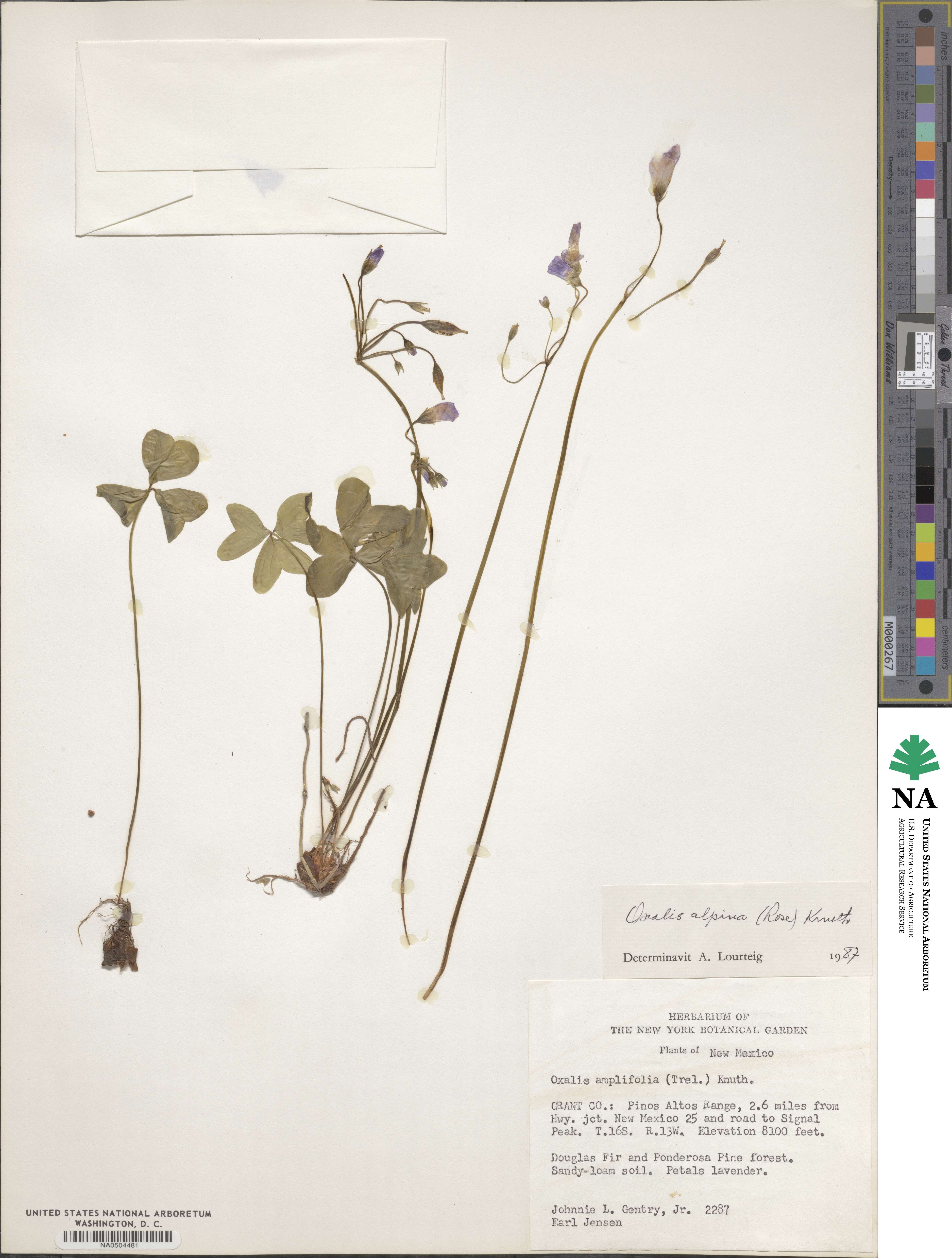 Oxalis alpina image