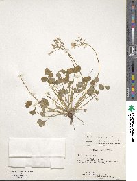 Image of Oxalis articulata