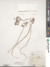 Oxalis articulata image