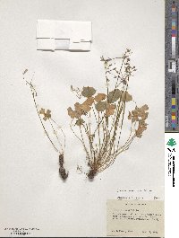 Oxalis articulata image