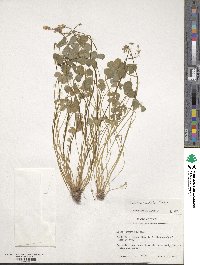 Oxalis articulata image