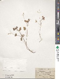 Oxalis corniculata image