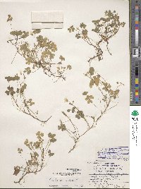 Oxalis corniculata image