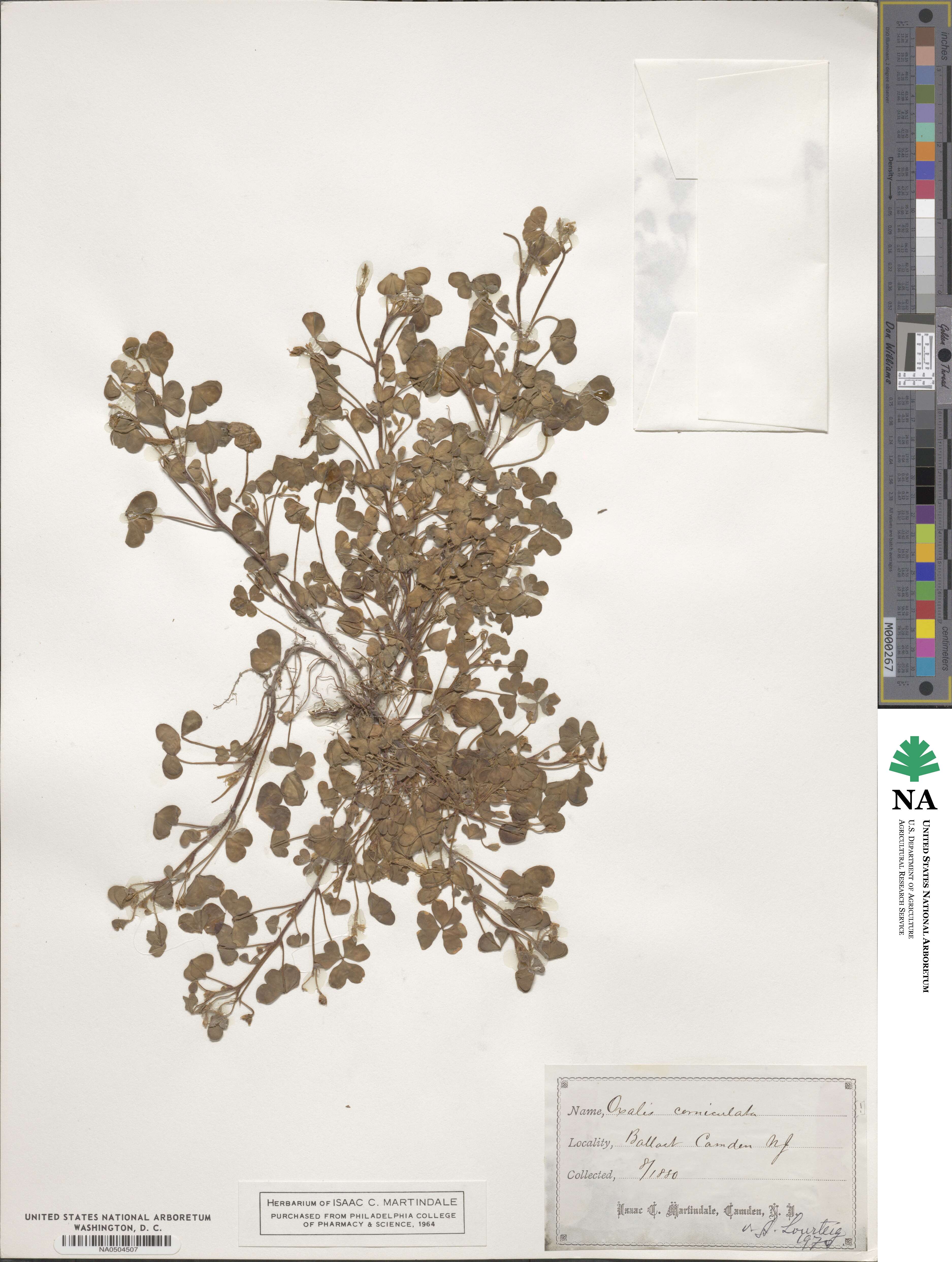 Oxalidaceae image