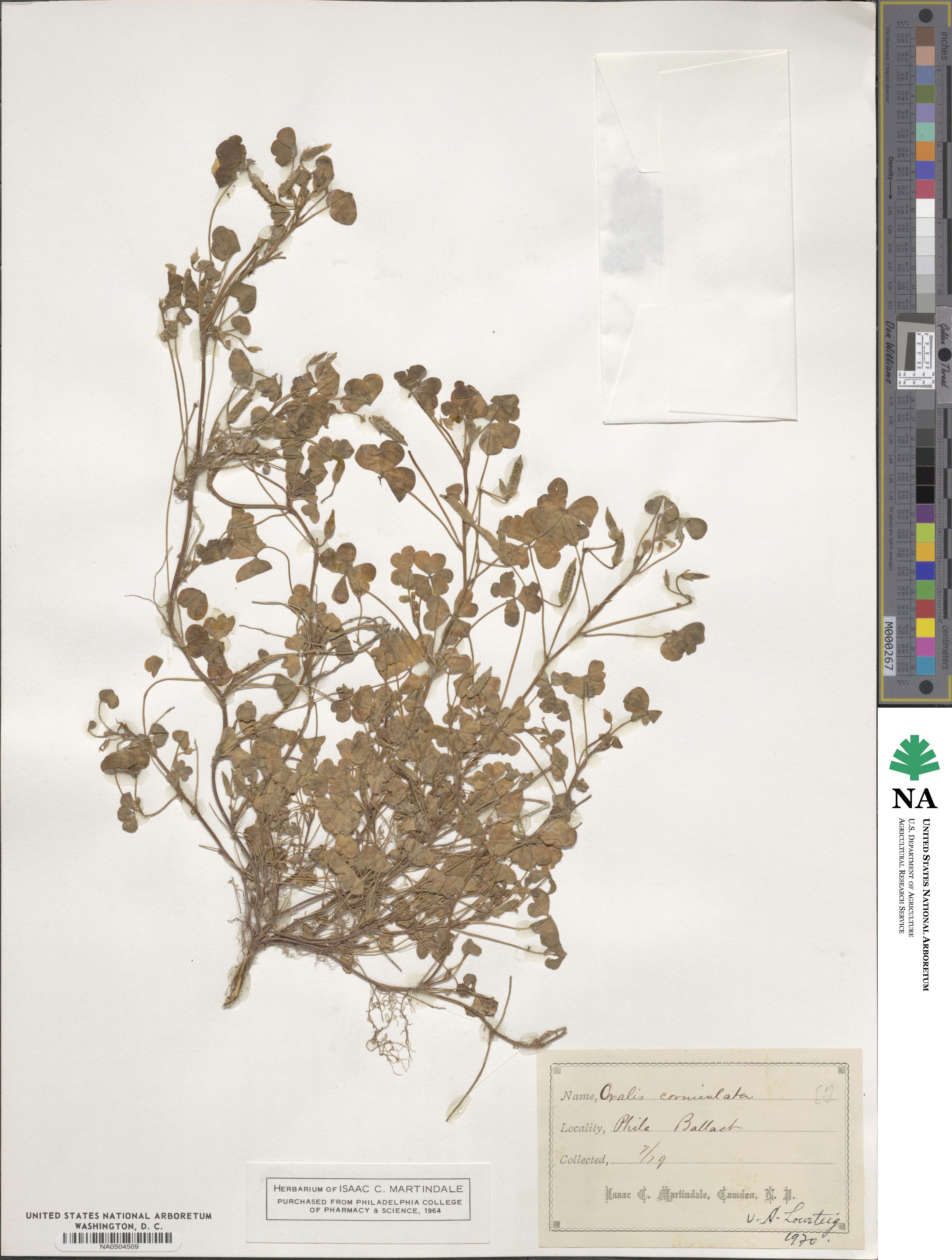 Oxalidaceae image