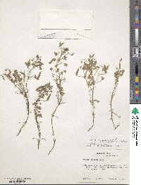 Oxalis albicans image