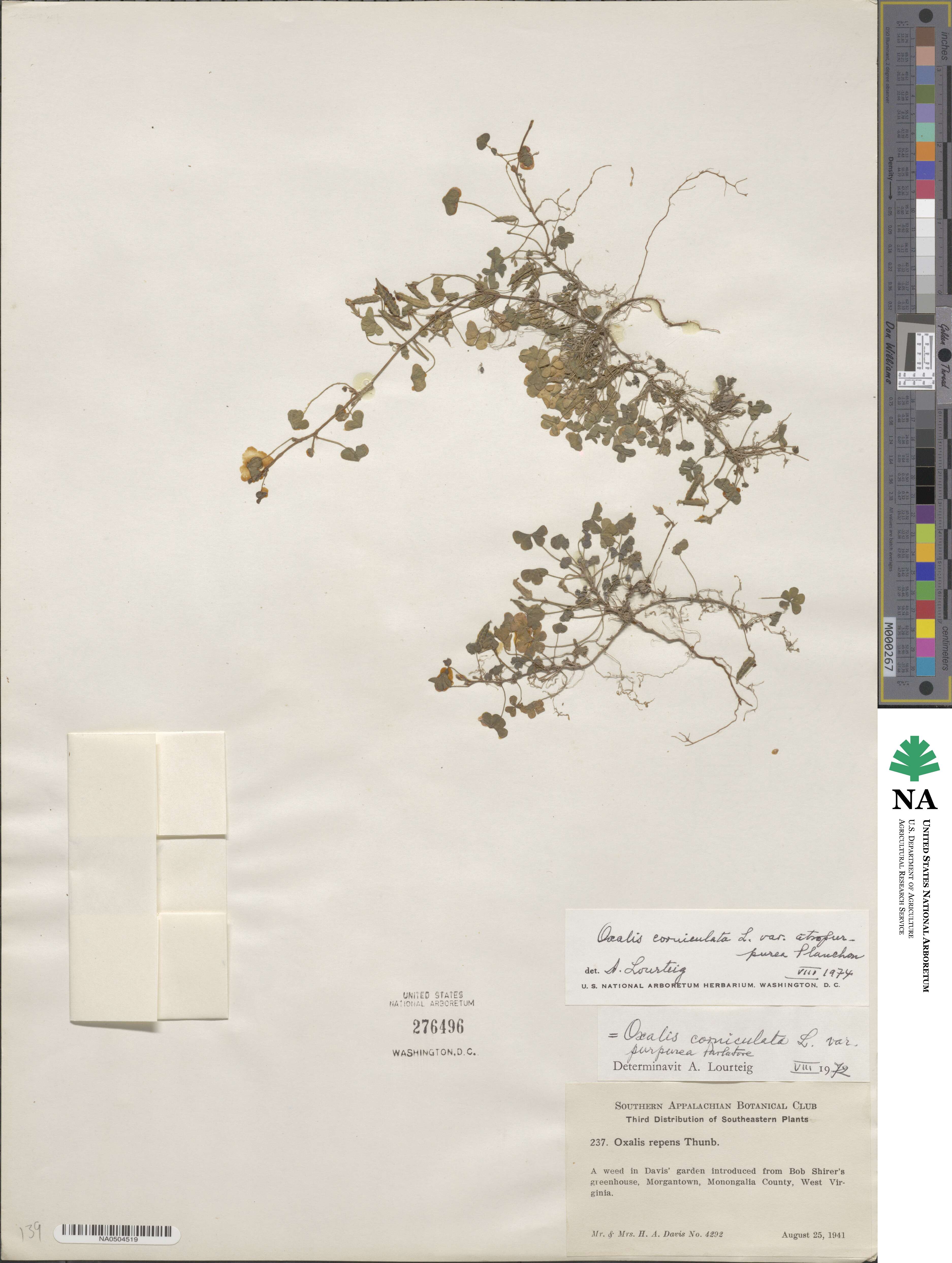 Oxalis corniculata var. atropurpurea image