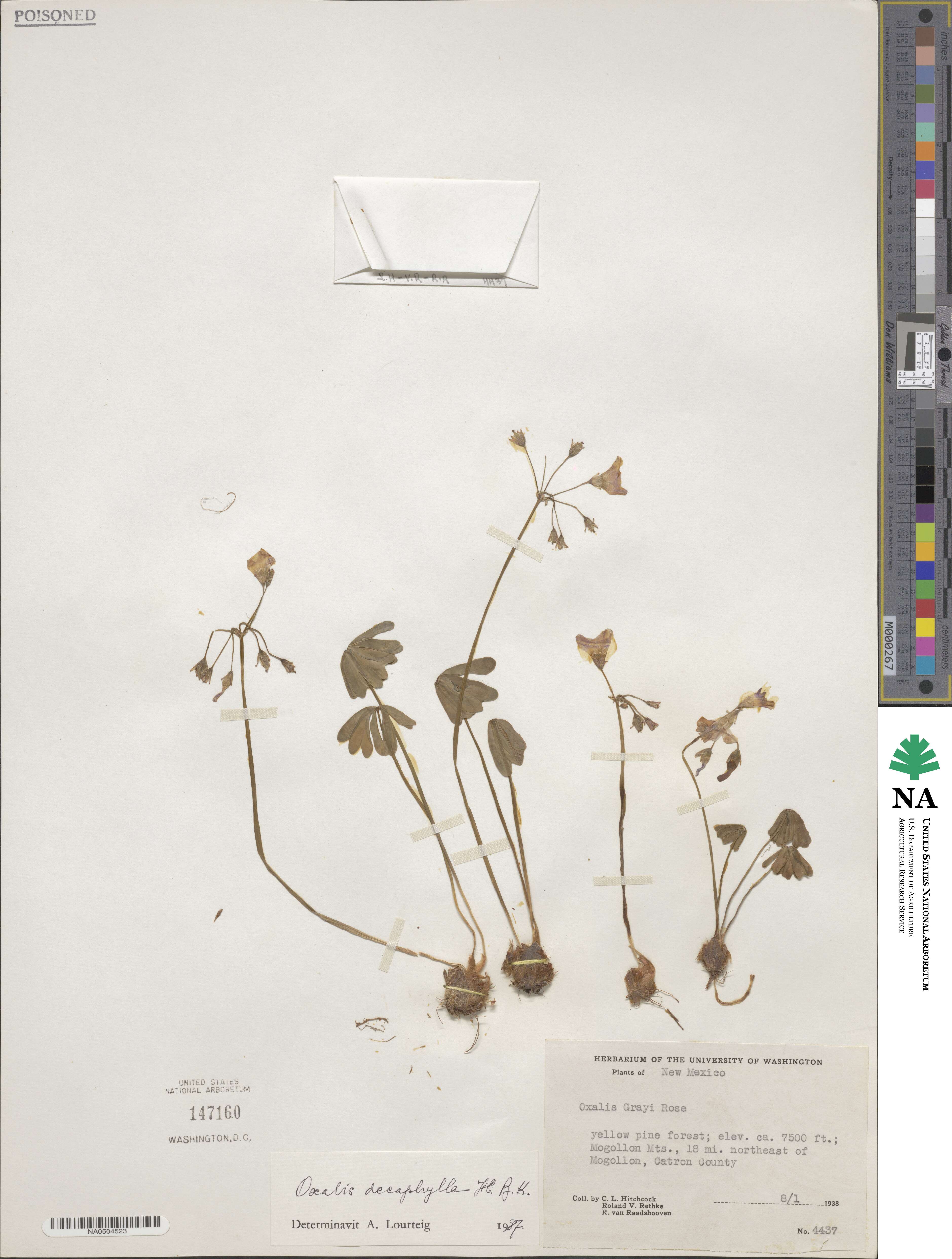 Oxalis decaphylla image