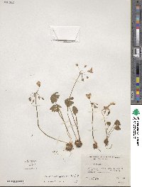 Oxalis decaphylla image