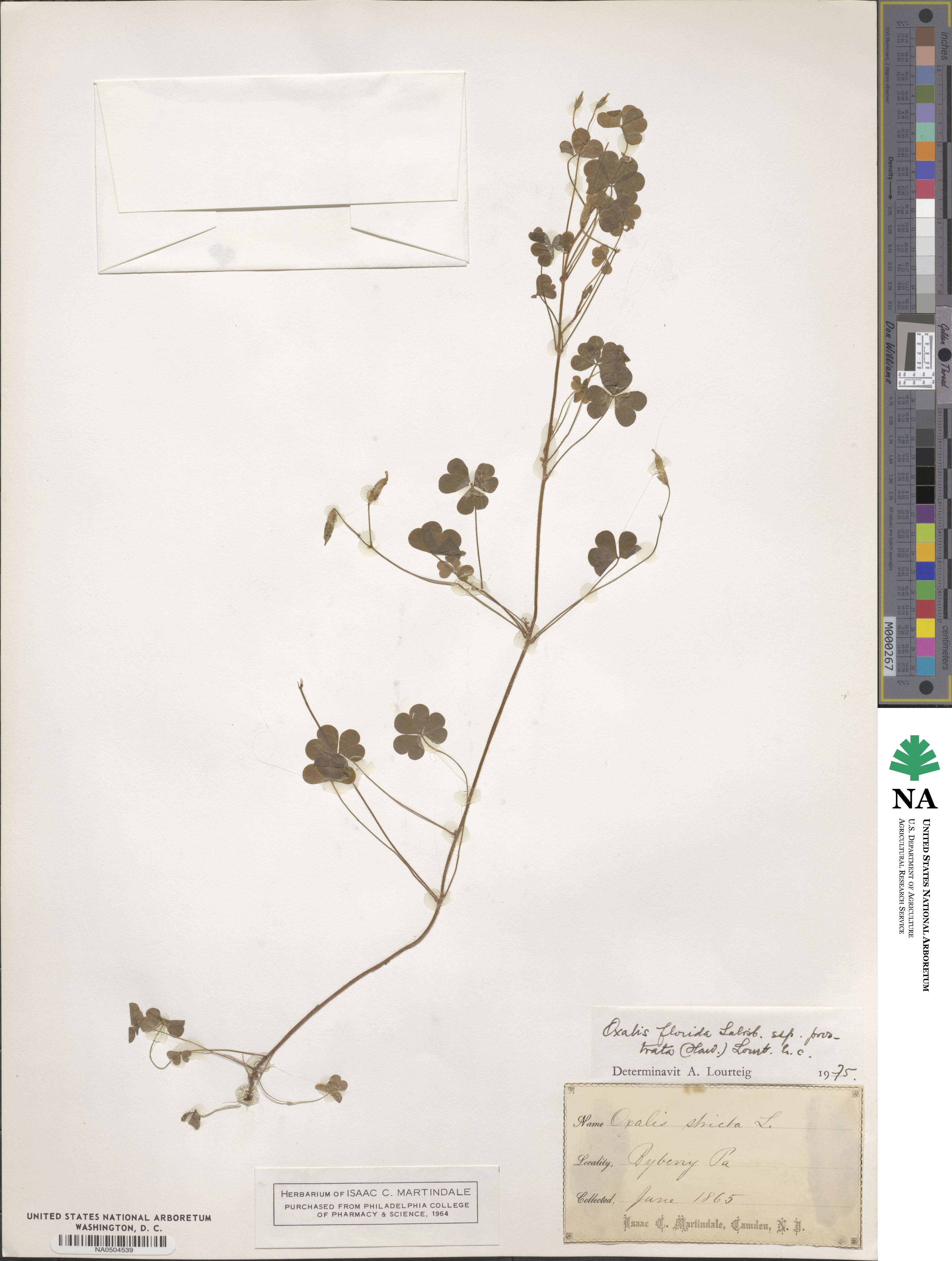 Oxalis florida image