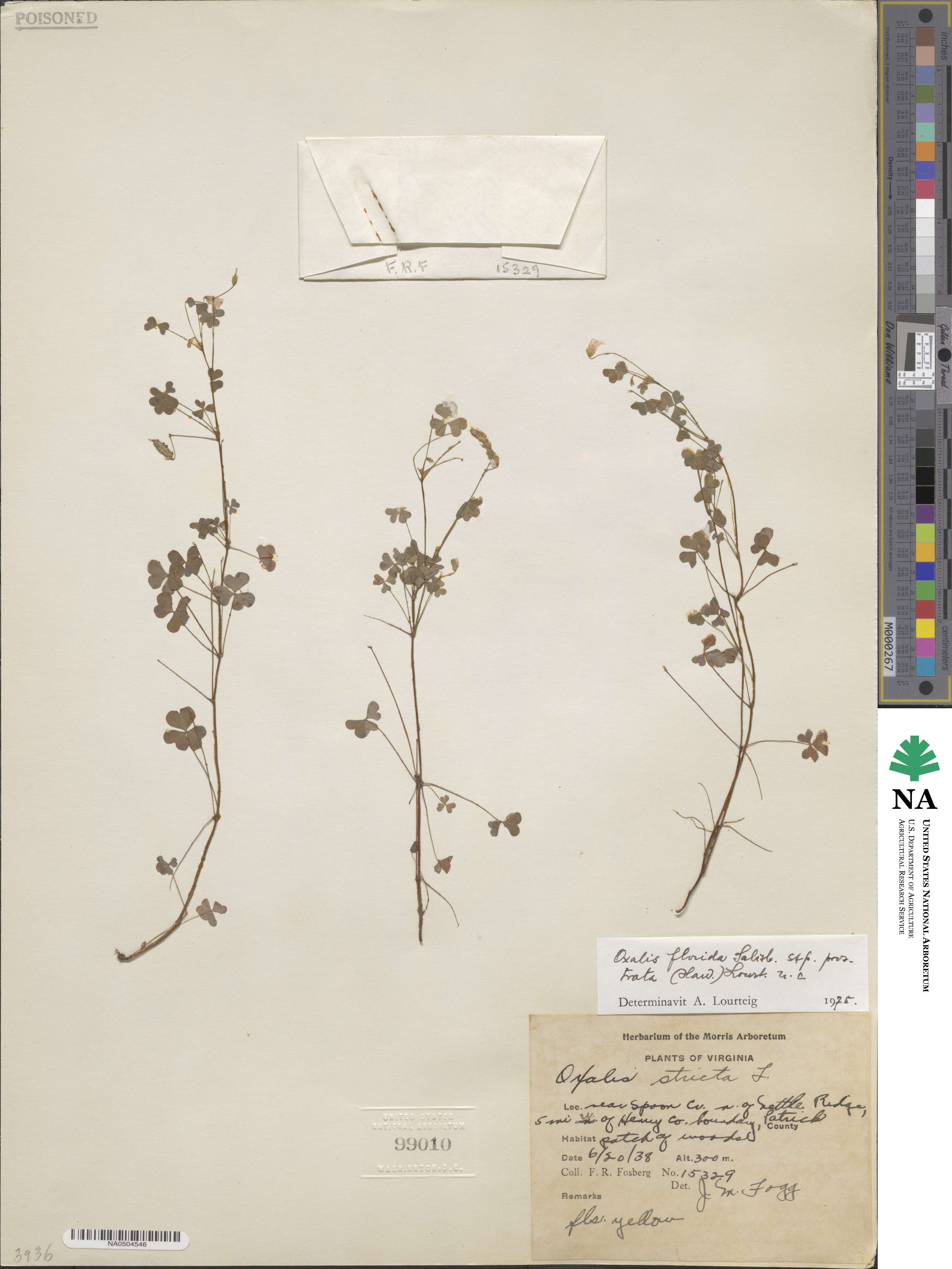 Oxalis florida image