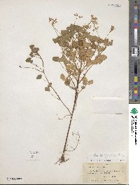 Oxalis stricta image