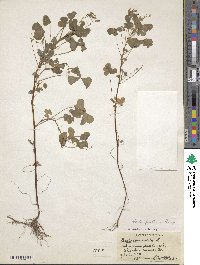 Oxalis stricta image