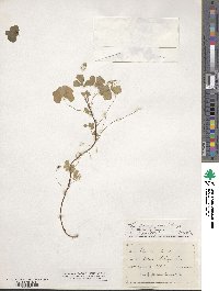 Oxalis stricta image