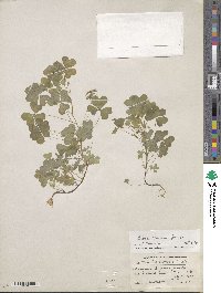 Oxalis stricta image