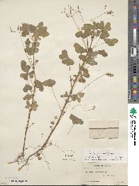 Oxalis stricta image