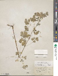 Oxalis stricta image