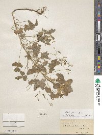 Oxalis stricta image