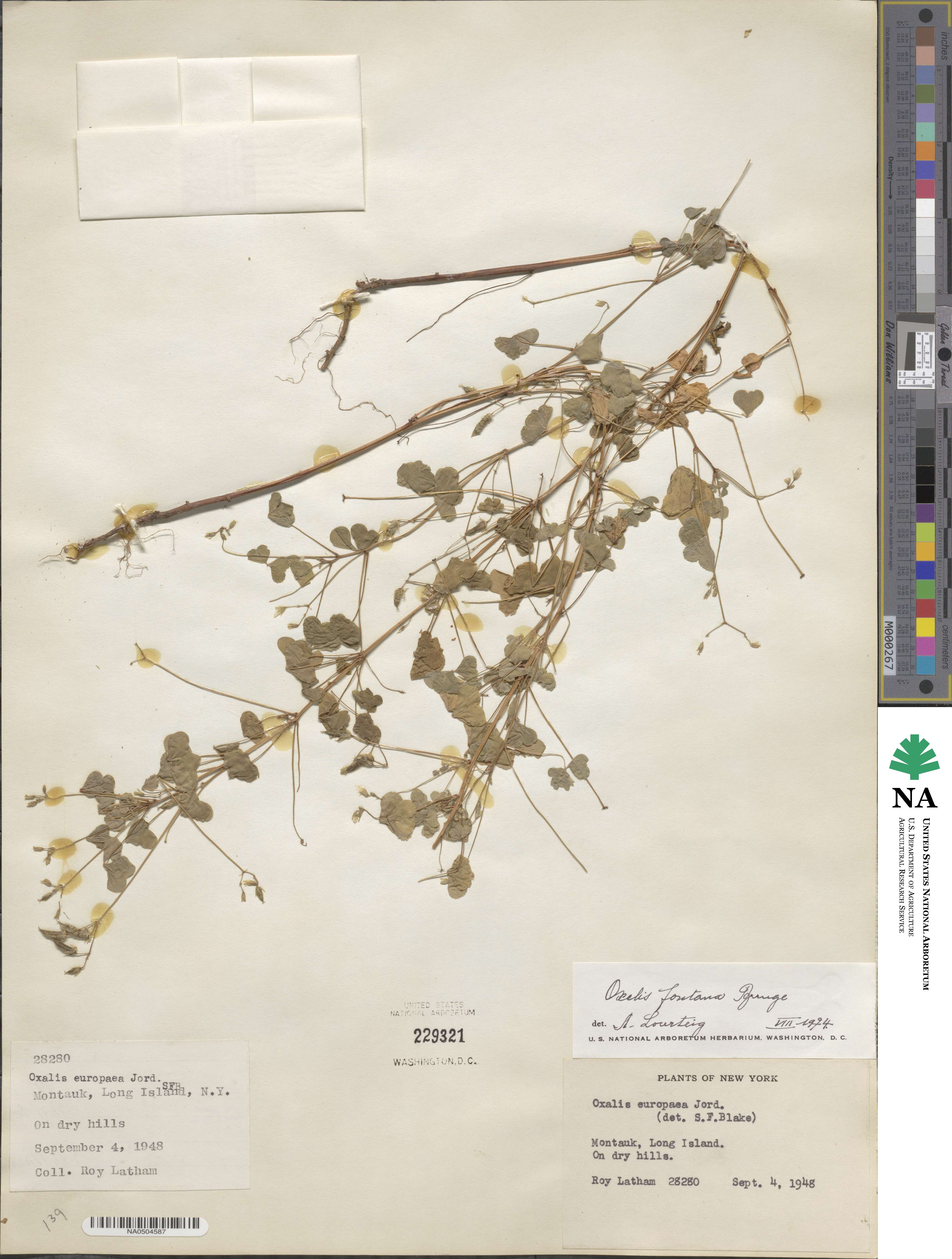 Oxalis stricta image