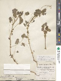 Oxalis stricta image