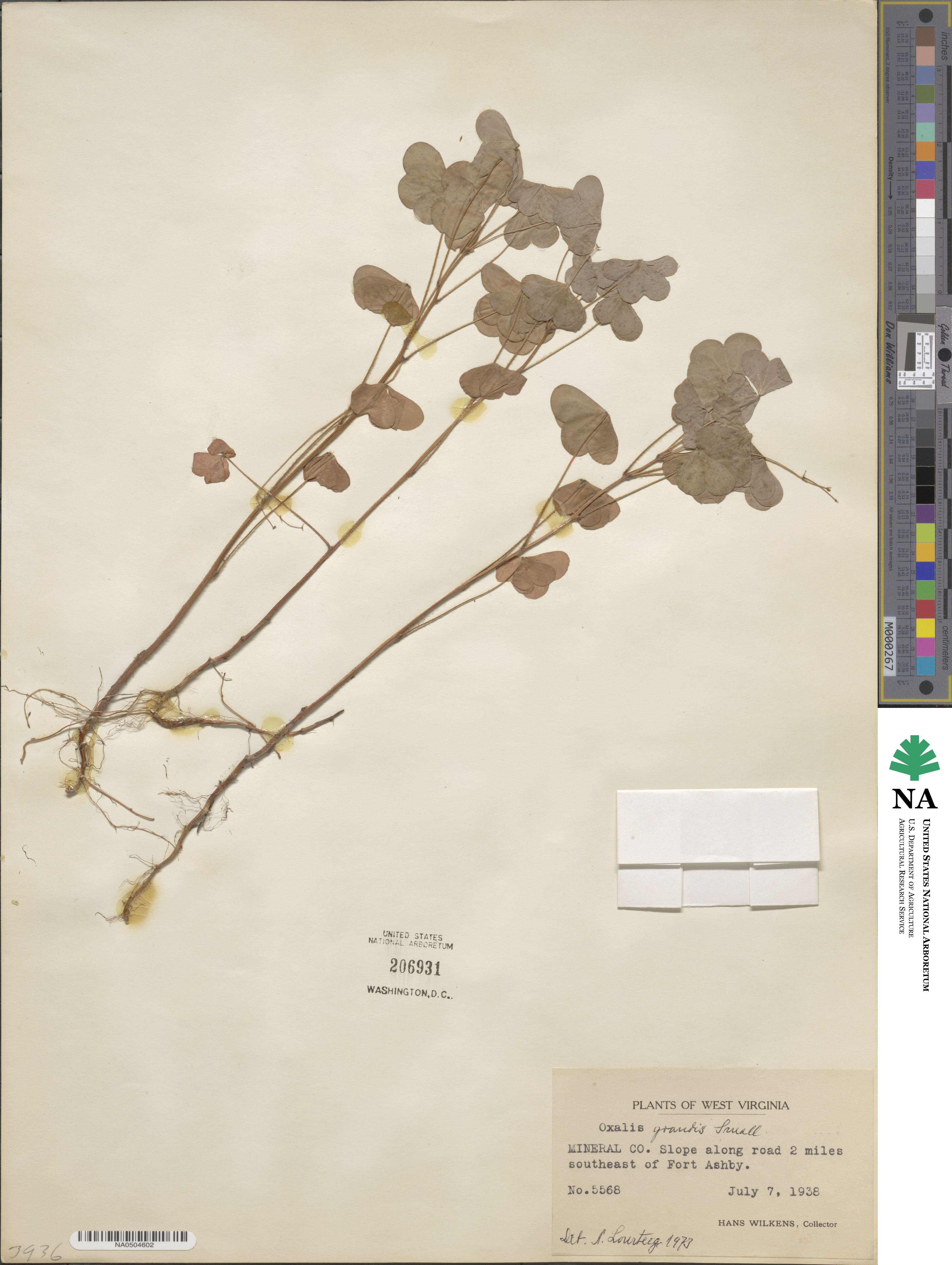 Oxalis grandis image