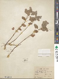 Oxalis grandis image