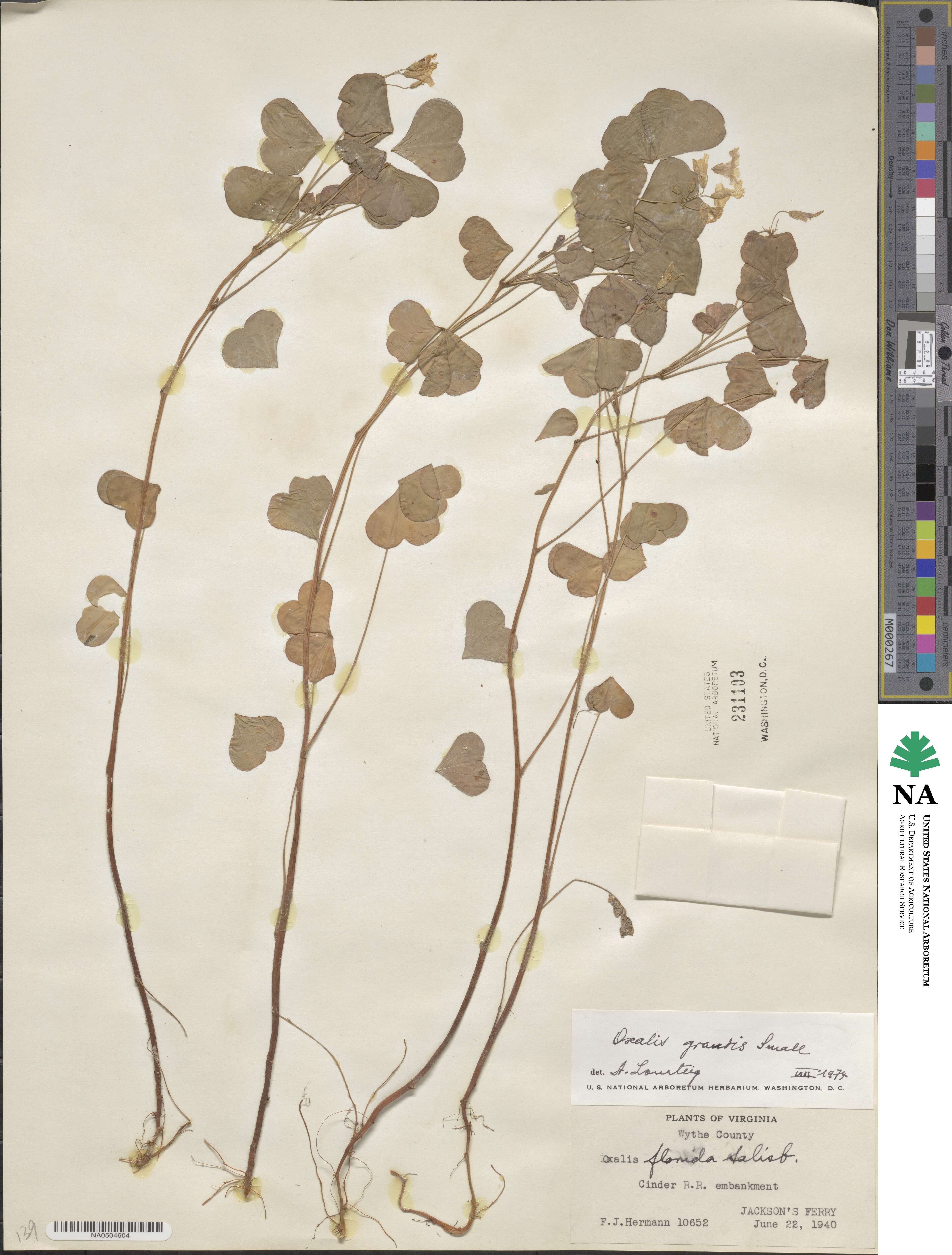 Oxalis grandis image