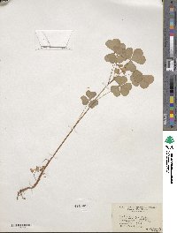 Oxalis grandis image