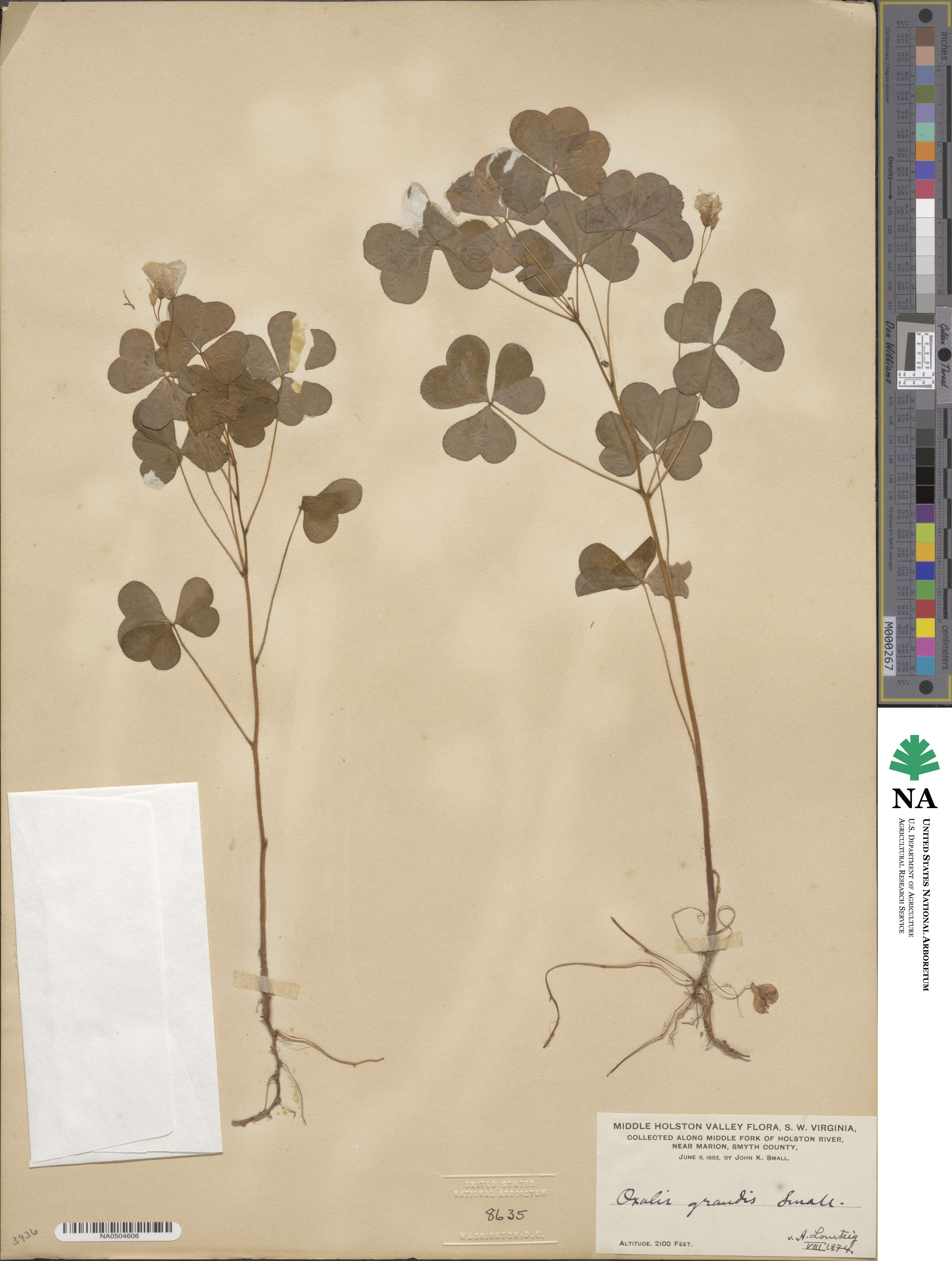 Oxalis grandis image