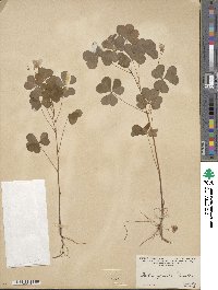 Oxalis grandis image