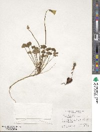 Oxalis macrantha image